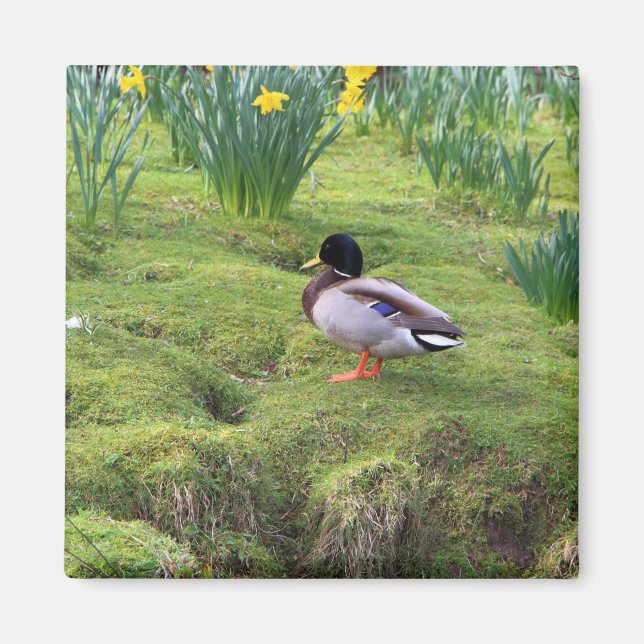 Mallardente am Ufer eines Flusses Magnet (Vorne)