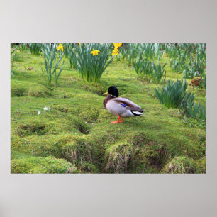 Mallardente am Ufer eines Flusses Poster
