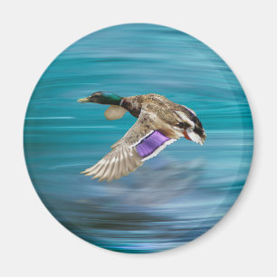 Mallardente Magnet