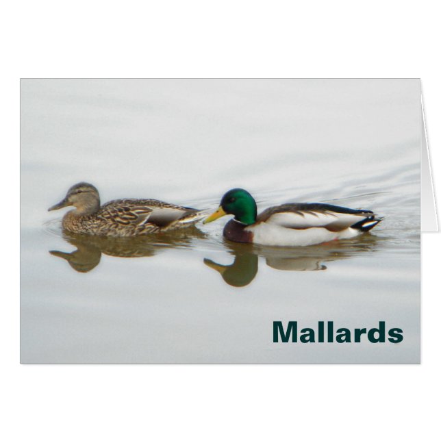 Mallards (Devant horizontal)