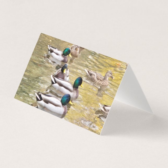 Mallards am Teich (Vorderseite)