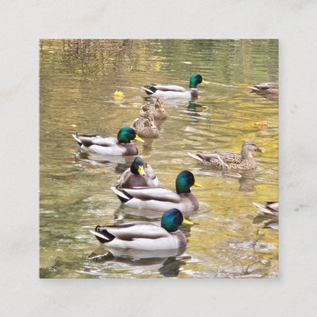 Mallards am Teich Begleitkarte (Vorderseite)