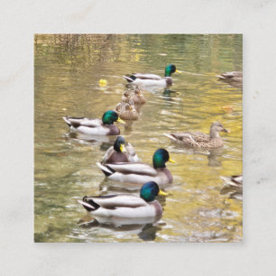 Mallards am Teich Begleitkarte