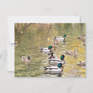 Mallards am Teich Postkarte