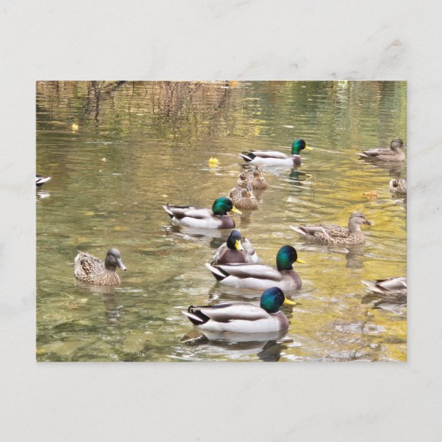 Mallards am Teich Postkarte (Vorderseite)