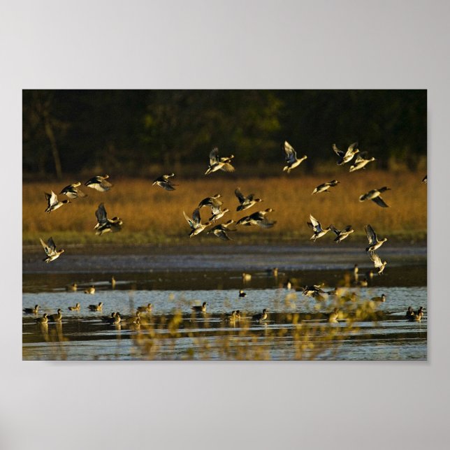 Mallards aus dem Wasser Poster (Vorne)