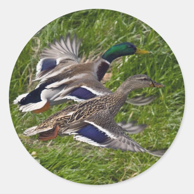 Mallards Flying Runder Aufkleber (Vorderseite)