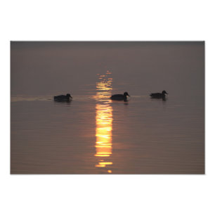 Mallards Fotodruck