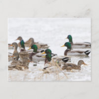 Mallards in Feuchtgebieten im Winter