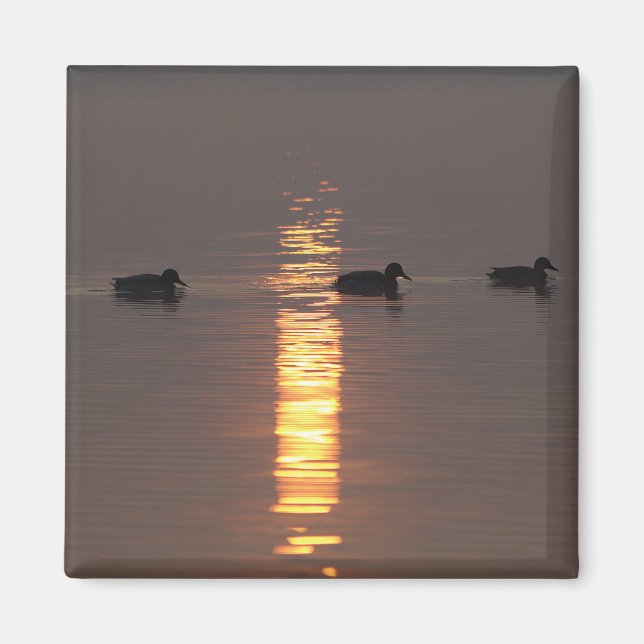 Mallards Magnet (Vorne)
