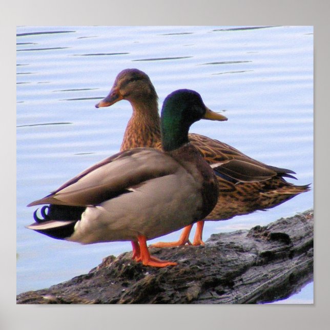 Mallards Poster (Vorne)