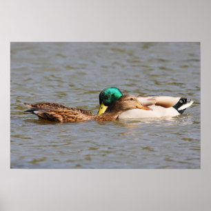 Mallards Poster