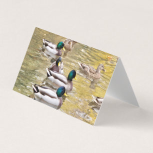 Mallards sur l'étang