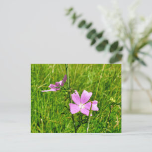 Mallow Postkarte