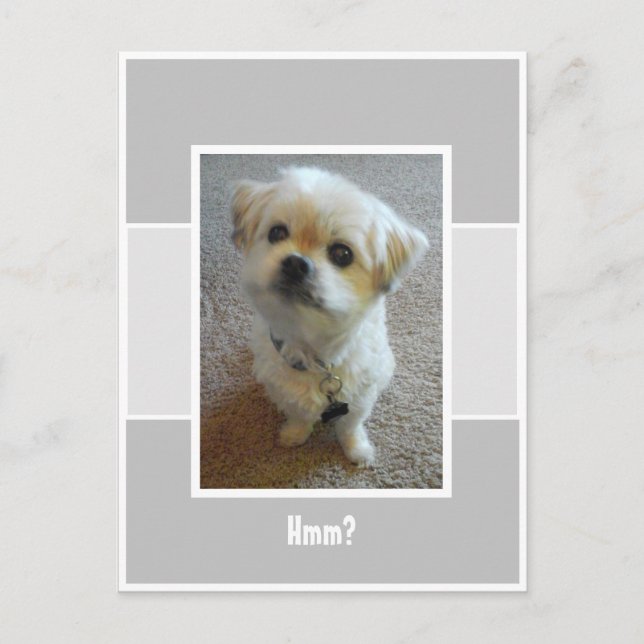Malshi Dog Wonder Postcard Postkarte (Vorderseite)