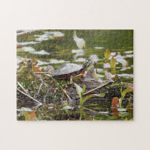Malte Schildkröte beim Log in Pond