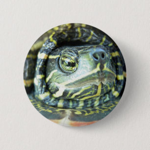 Malte Schildkröte (Chrysemys picta) 2 Button