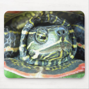Malte Schildkröte (Chrysemys picta) 2 Mousepad