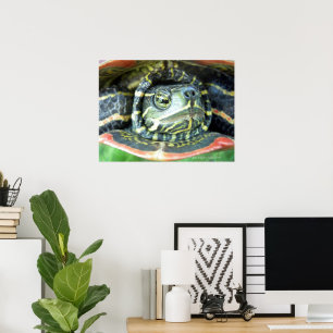 Malte Schildkröte (Chrysemys picta) 2 Poster