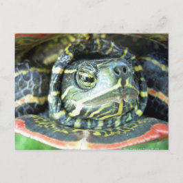 Malte Schildkröte (Chrysemys picta) 2 Postkarte