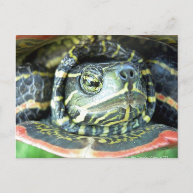 Malte Schildkröte (Chrysemys picta) 2 Postkarte (Vorderseite)