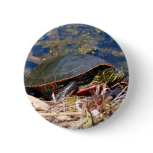 Malte Schildkröte (Chrysemys picta) 3