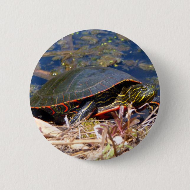 Malte Schildkröte (Chrysemys picta) 3 Button (Vorderseite)
