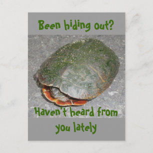 Malte Schildkröte Verstecken? Postkarte