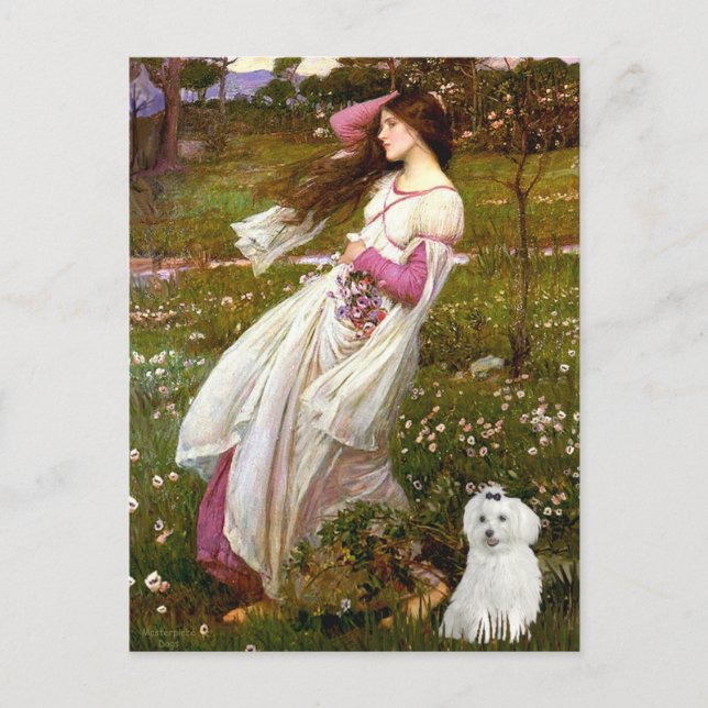 MALTESE 10 - Windblumen Postkarte (Vorderseite)