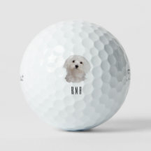 Maltese