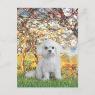 Malteser (12) - Frühling Postkarte