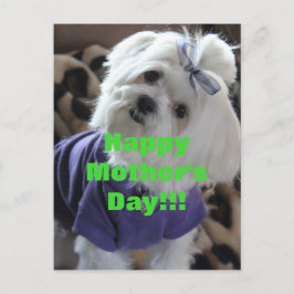 Malteser Geschenke Postkarte