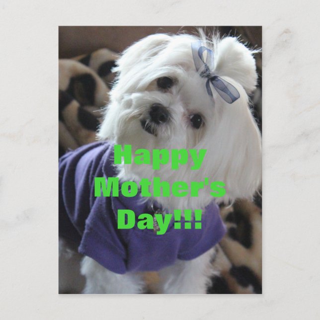 Malteser Geschenke Postkarte (Vorderseite)