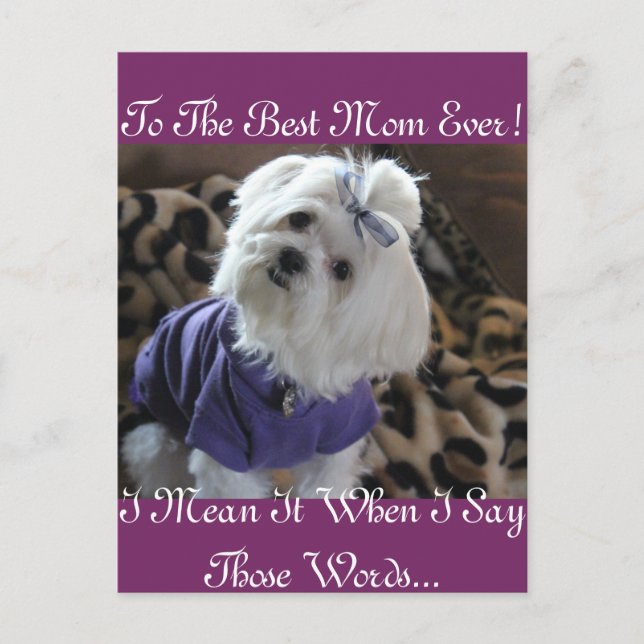 Malteser Geschenke Postkarte (Vorderseite)