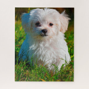 Malteser-Hund.