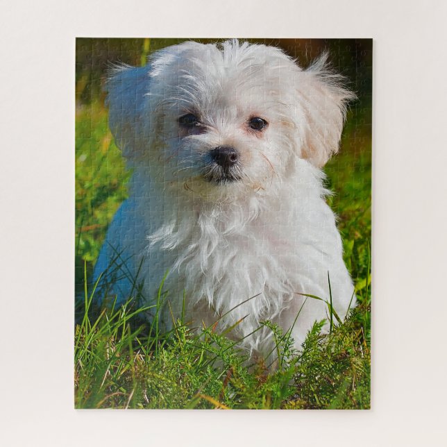 Malteser-Hund. (Vertikal)