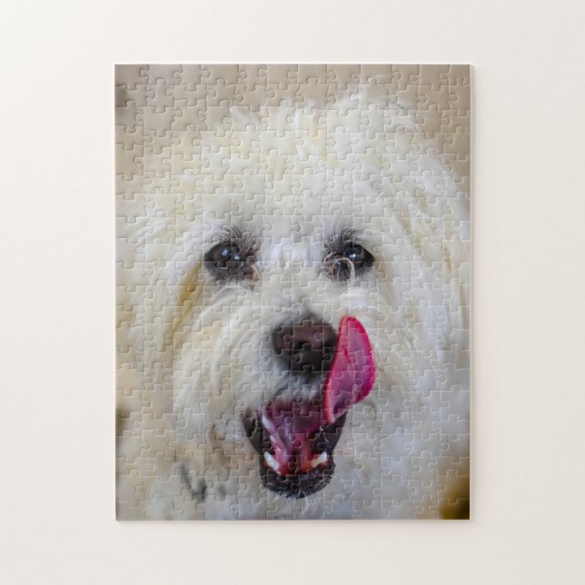 Malteser-Hund. (Vertikal)