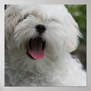 Malteser Hund drucken Poster
