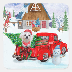 Malteser Hund in Weihnachten Lkw Schnee Quadratischer Aufkleber
