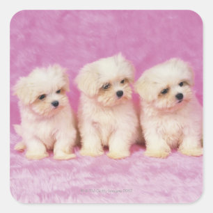 Malteser Hund; ist eine kleine Rasse weißen Hundes Quadratischer Aufkleber