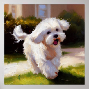 Malteser Hund Poster