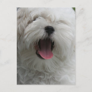 Malteser Hund Postkarte