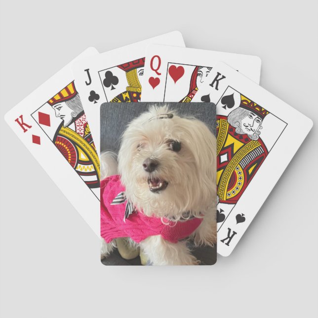 Malteser Hund Spielkarten (Rückseite)