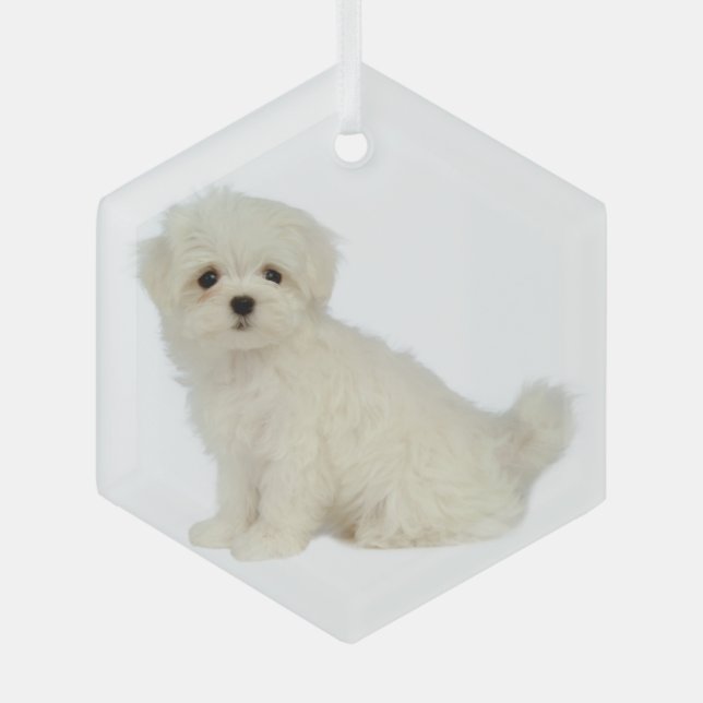 Malteser Hund Tierglas-Ornament Ornament Aus Glas (Vorderseite)