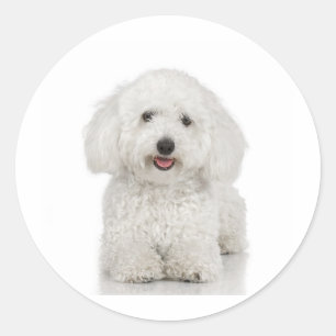 Malteser Hund White Runder Aufkleber