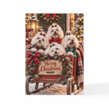 Malteser Hunde Weihnachtskarte