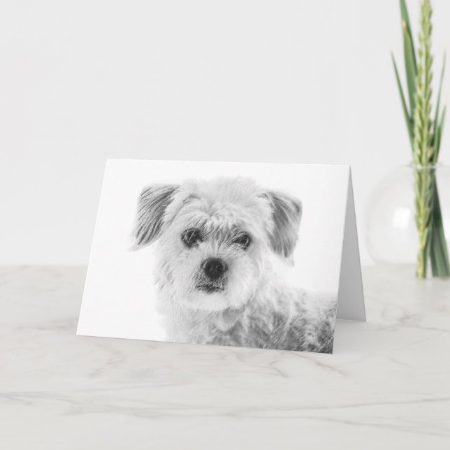 Malteser Hundegrußkarte Karte (Vorderseite)