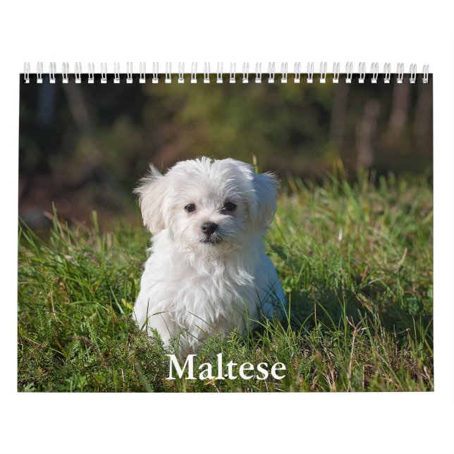 Malteser Kalender (Titelbild)