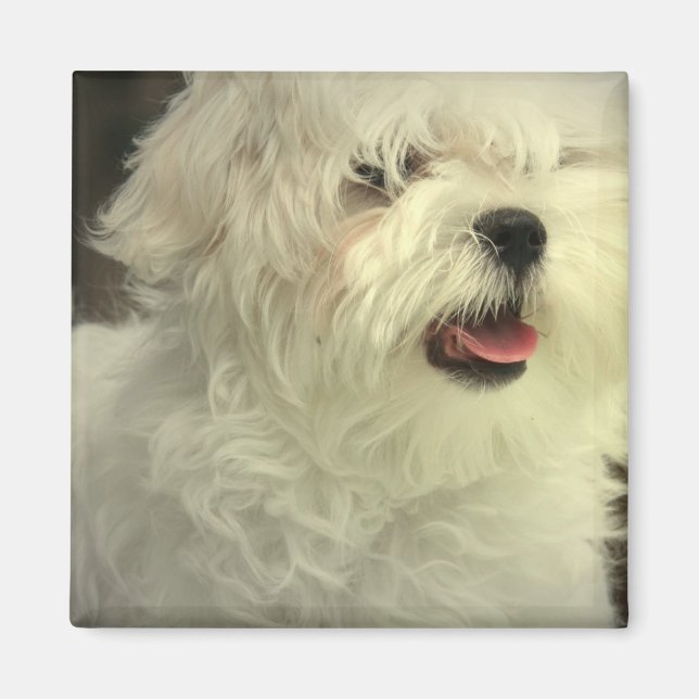 Malteser Magnet (Vorne)