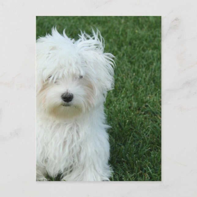 Malteser Rettungskarte Postkarte (Vorderseite)